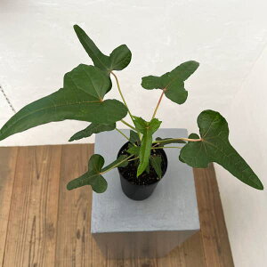 ϗtA/AxXNXFZhVsppvA@3A