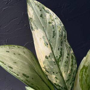 ϗtA/[UEt@[ZNg]AOIl}FVo[NC[@oGK[^@4|bg