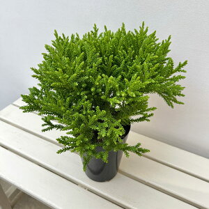 Ԗ ؂̕c/XMFO{[T ii 5|bg