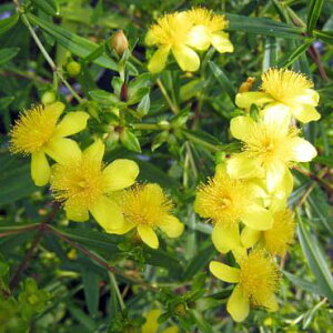 Ԗ ؂̕c/qyJFWF 7n|bg50cm