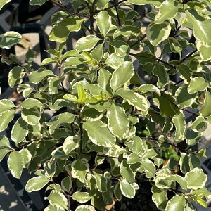 Ԗ ؂̕c/sbgX|FoGK[^ 5|bg