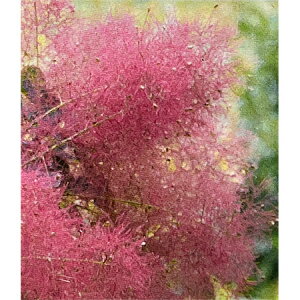 Ԗ ؂̕c/X[Nc[F}WJbhtHe4-4.5|bg