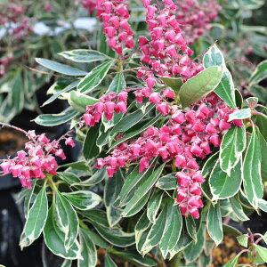 Ԗ ؂̕c/AZrin؁jFpbVtXg3.5|bg