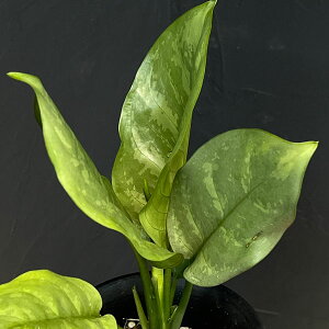 ϗtA/AOIl}FR^c@A~i@4A