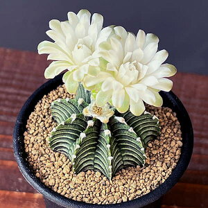 ϗtA/MmJLEF~nmrb`@VOS1241@2.5A