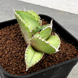 ϗtA/AKxFManafs farm̃IeC@2.5A