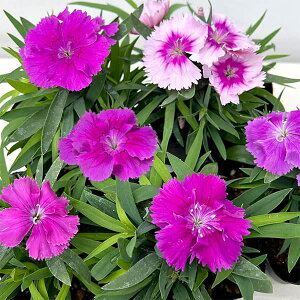 ���Ԃ̕c/[�I���Z�[��]�i�킯��������j�_�C�A���T�X�F�_�C�A�i �u���[�x���[3.5���|�b�g