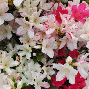 �Ԗ� ��؂̕c/�v���ăc�c�W�F��ăc�c�W�i�Ƃ��Ȃ��j����50cm������