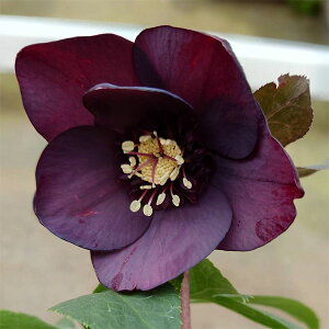 NX}X[YFxM[ Z~_uubN4.5|bg