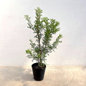 Ԗ ؂̕c/sX^`AisX^VAj7|bg