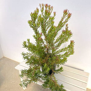 Ԗ ؂̕c/[JfhF][C@7A