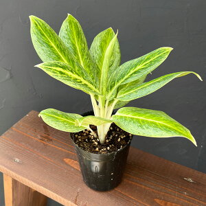 ϗtA/AOIl}Fnj[@3.5|bg