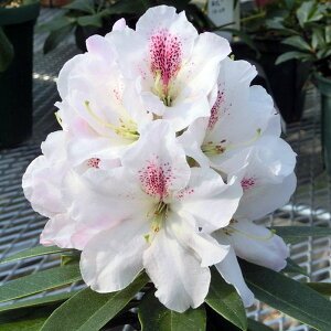 Ԗ ؂̕c/mVNiQF}hi3.5|bg