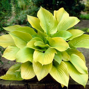 Ԃ̕c/M{EVFTAhTuX^X5|bg