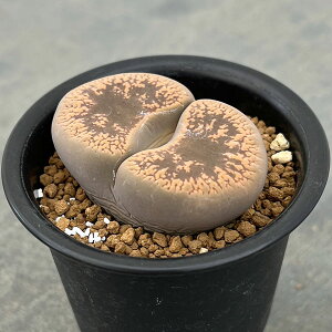 ϗtA/g[vXF֋ʁiɂ񂬂傭jA^Cv@2.5A