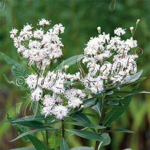 Ԃ̕c/o[mjAFmx{ZX zCgCgjO3|bg