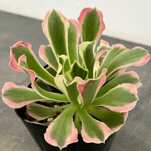 ϗtA/AGIjEFo[Xg[ 3.5|bg