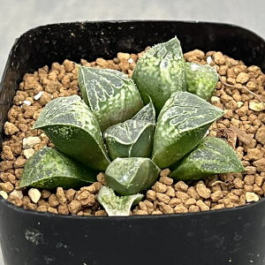 ϗtA/nI`AFn[gi`Ro[x@KWS[1j2.5A