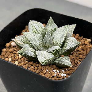 ϗtA/nI`AFv`iiGM}NXzj@2.5XNGA