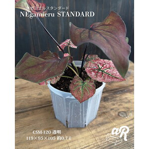 XbgijFlK~GX^_[h4 2Zbg