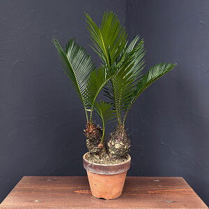 ϗtA/\ecihSj4픫25-09