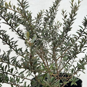 Ԗ ؂̕c/OrAFfB~j[^7|bg