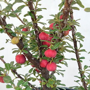 Ԗ ؂̕c/RglAX^[Fz]^XiVV^j4|bg