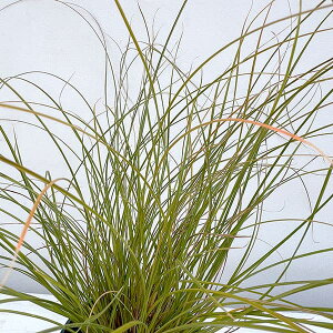 Ԃ̕c/JbNX eX^ZA6|bg