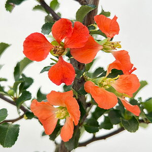 Ԗ ؂̕c/{Pi؉ZjF~i`EWoCj4.5|bg