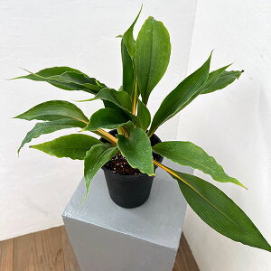 ϗtA/IdFNtBcvZXCv@4A