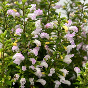 Ԗ ؂̕c/RfBiiCh[Y}[j3.5|bg