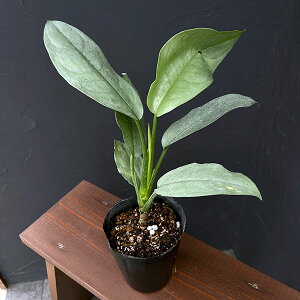 ϗtA/AOIl}FVK|[Vo[@4|bg