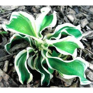 Ԃ̕c/M{EVFbc cCXg AQC3.5|bg