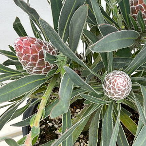 Ԗ ؂̕c/veAFWGbg725-03