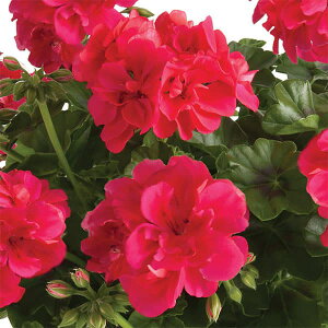 Ԃ̕c/ACr[[jEFAC[_@zbgsNCbN3.5|bg