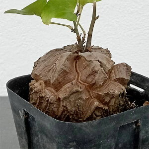 ϗtA/[UEt@[ZNg]fBIXRAiTbjFGt@eByX@2.525-06