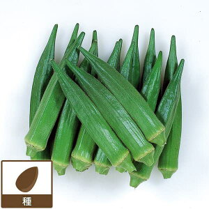 [](ƖpE󒍐Yi)INFKo[ 1dl[؃^l]*