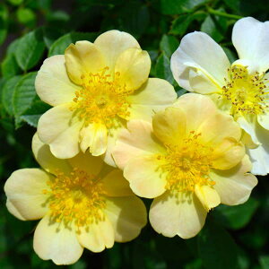 o̕c/Vu[YF @X fB AxC6A