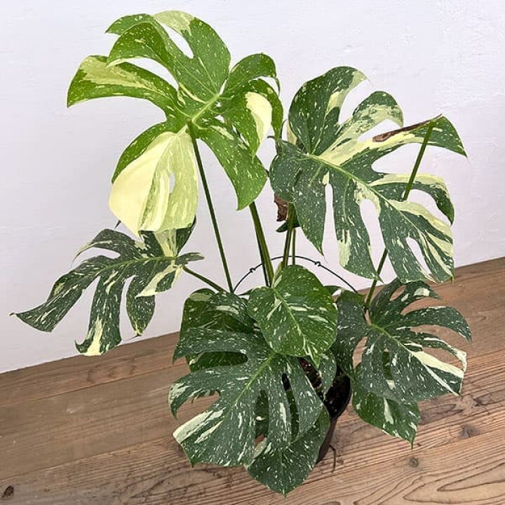 楽天市場】観葉植物/モンステラ：デリシオーサ：タイコンステ 