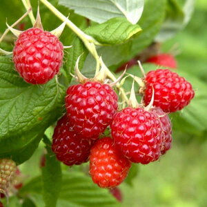 ʎ̕c/Yx[Fr[r[eB[4|bg