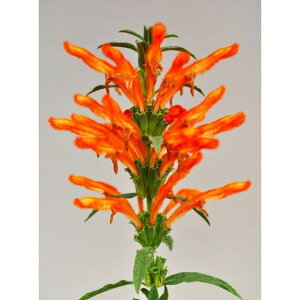 Ԃ̕c/Im`XiImeBXj3.5|bg