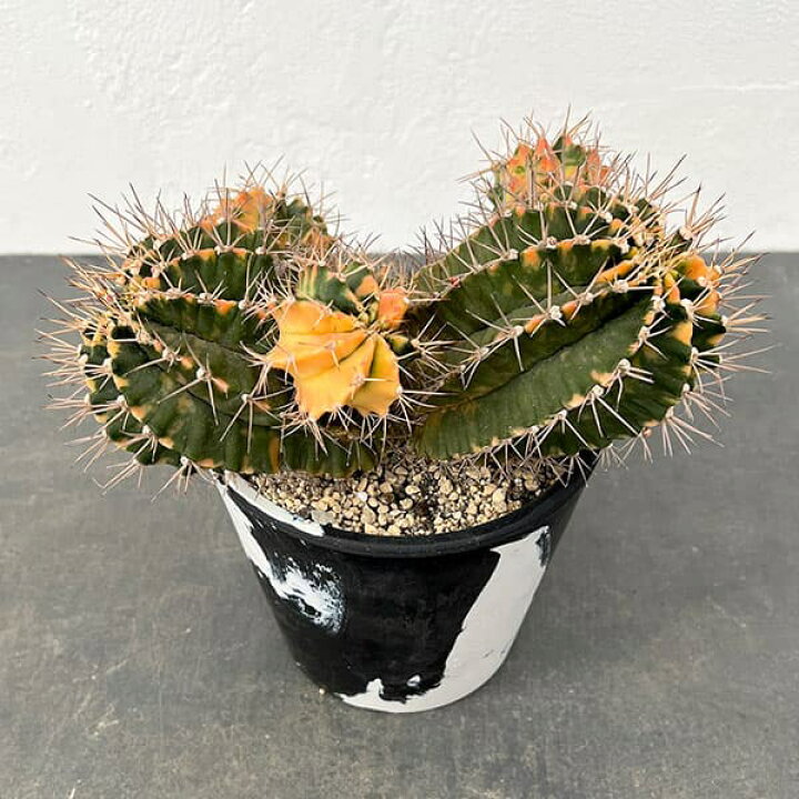 楽天市場】観葉植物/サボテン：ギムノカリキウム ハイブリッド 5号24 