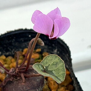 R쑐̕c/VNFVVE2.5|bg