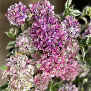 Ԗ ؂̕c/AWTCFXpCXNo.1@3|bg