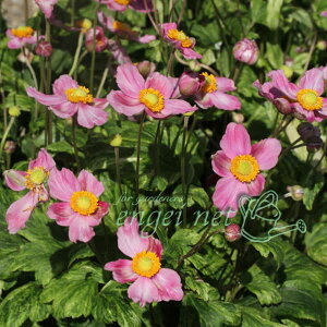 Ԃ̕c/VECMNiHejF`{VECMN ij3.5|bg