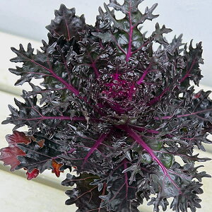 Ԃ̕c/n{^FqubNXiMUtj3.5|bg