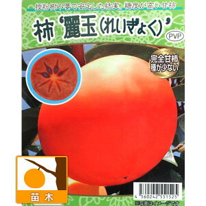 ʎ̕c/JLi`jFꂢ傭iʁj4`5|bg