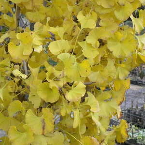 Ԗ ؂̕c/C`EF␫C`E }[P3.5|bg