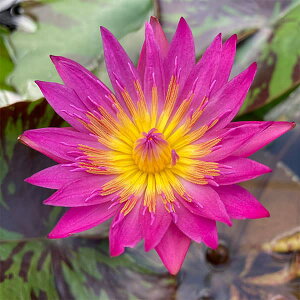 Ԃ̕c/i킯jMуXCFhXzg7|bg