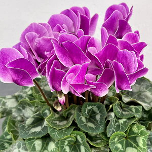 VNFAeBI@tHVB[iV[nj5A